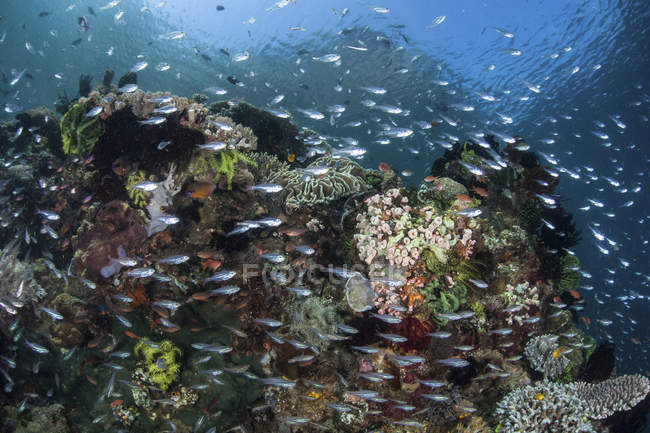 Разноцветный коралловый риф, покрытый рыбой — стоковое фото