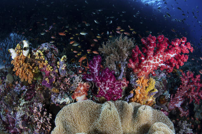 Риба плаває над здоровим кораловим рифом — стокове фото