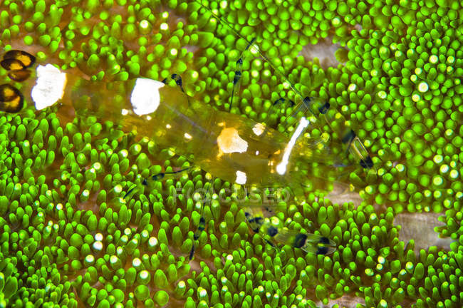 Gamberetti calabrone su anemone adesivo — Foto stock