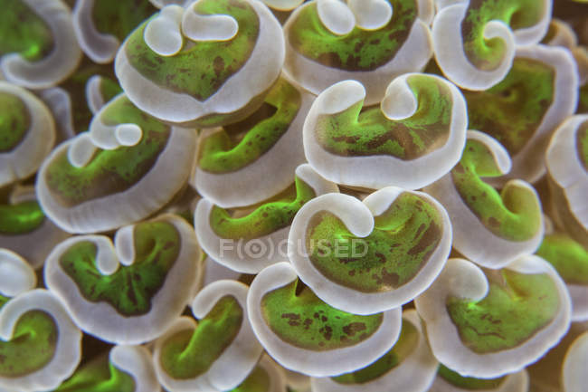 Anchor coral tentacles — Stock Photo