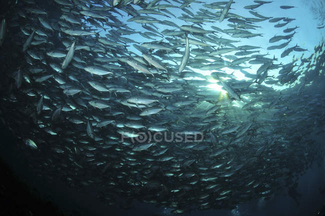 Circular flock of trevally fish — Stock Photo