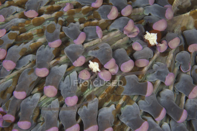 Paar Garnelen auf rosa Pilzkoralle — Stockfoto