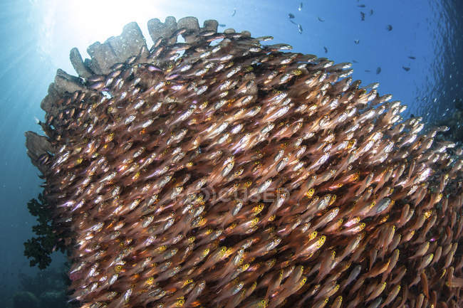 School of golden sweepers beneath corals — Stock Photo