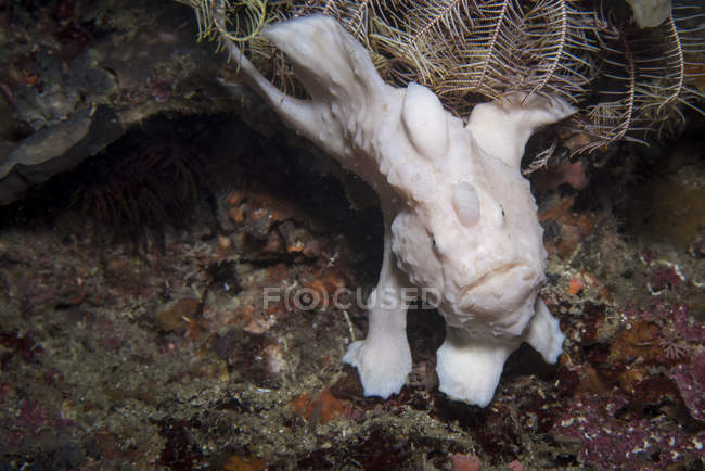 Pesce rana nuotare vicino alla barriera corallina — Foto stock