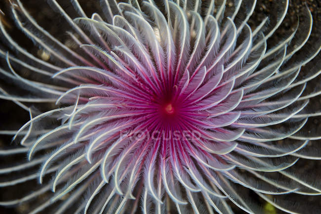 Tentacules spirales de vers plumeaux — Photo de stock