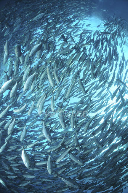 Rebanho circular de peixes trevalmente — Fotografia de Stock
