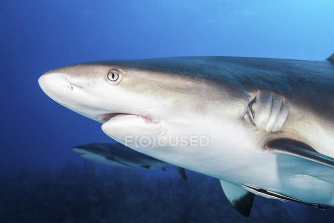 Tubarões do recife do caribe — Fotografia de Stock