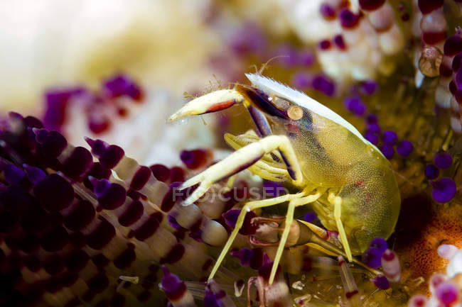 Brook urchin shrimp — Stock Photo