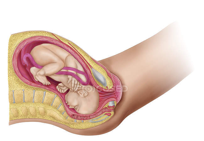 Ilustración médica del feto en el útero - foto de stock