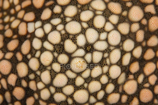 Estrela do mar pele close-up tiro — Fotografia de Stock