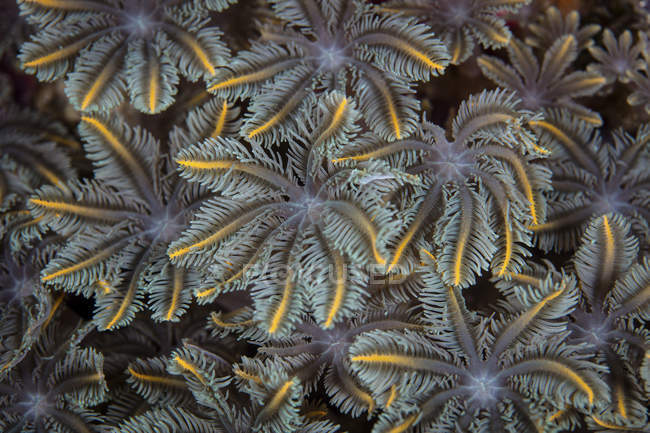 Pólipos de coral blandos creciendo en los arrecifes - foto de stock