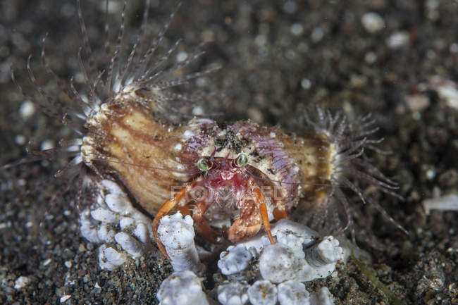 Anemone hermit crab on seafloor — Stock Photo