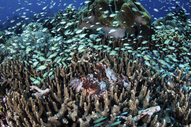 Damselfish school around scorpionfish — Stock Photo