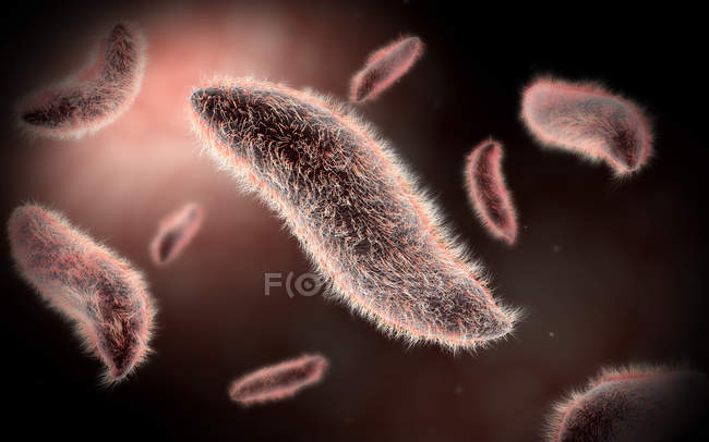 Vue microscopique des ciliés unicellulaires paramecium — Photo de stock