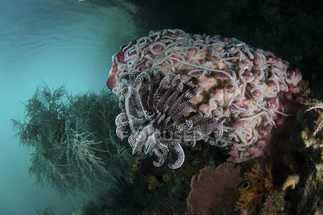 Crinoid and sea cucumbers on barrel sponge — Stock Photo