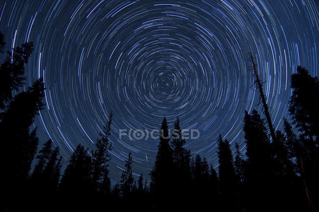 Star trails over pine trees — Stock Photo