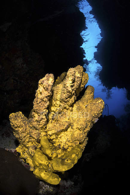 Yellow sponge in reef cavern — Stock Photo