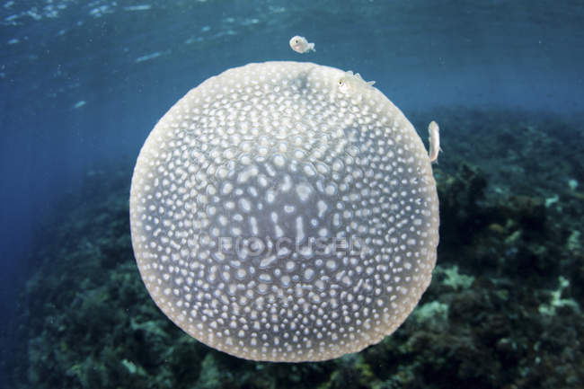 Medusas manchadas blancas cerca de las Islas Menores de la Sonda - foto de stock