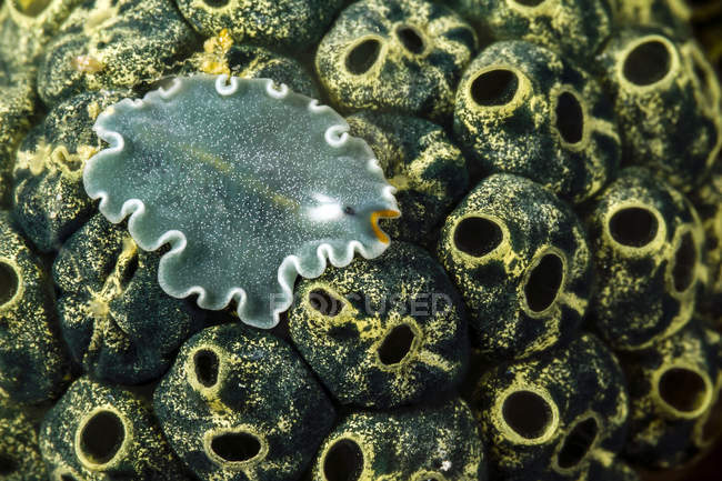 Flatworm on tunicates closeup shot — Stock Photo