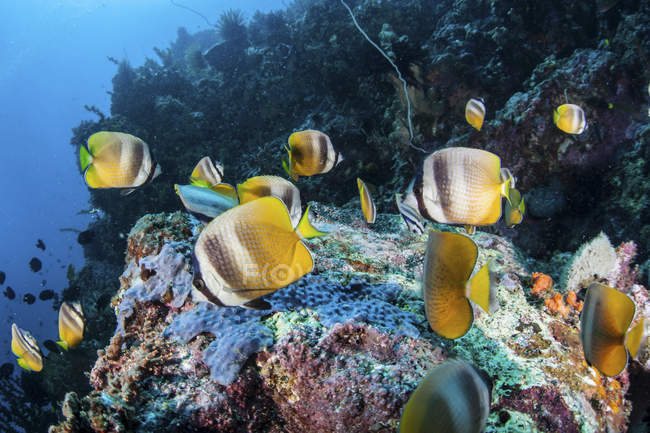 Klein Butterflyfish nadando sobre recifes — Fotografia de Stock