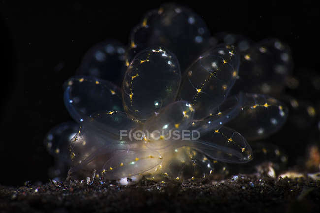 Cyerce elegans nudibranch — стокове фото
