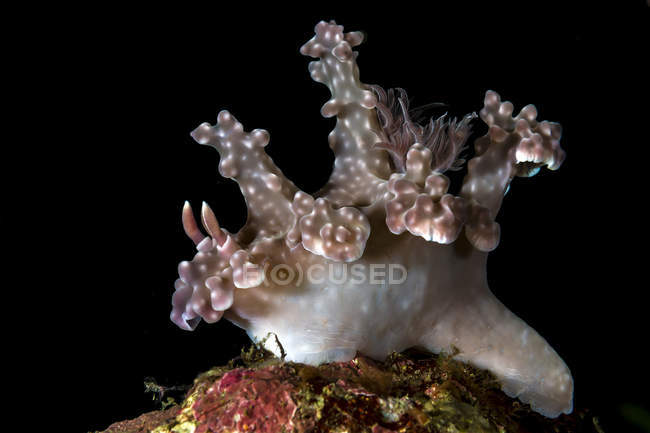 Nudibranche ceratosoma Allen — Photo de stock