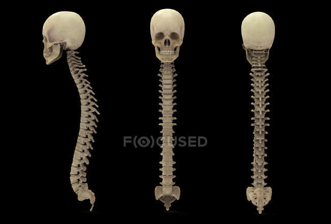 Representación en 3D de la columna vertebral humana con cráneo sobre fondo negro - foto de stock