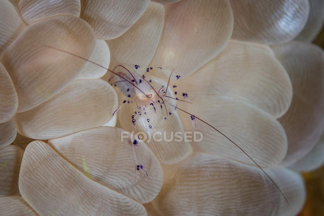 Translucent shrimp crawling on bubble coral — Stock Photo