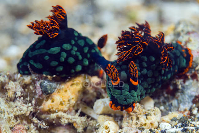 Accouplement Kubaryana nembrotha nudibranches — Photo de stock
