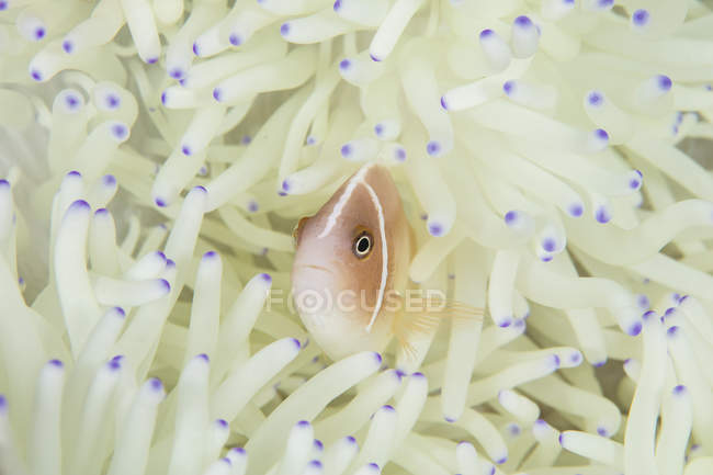 Клоун-риба плаває серед анемонових щупалець — стокове фото