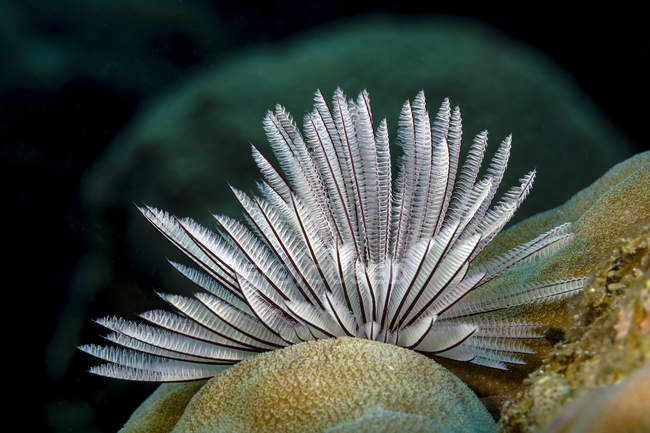 Common feather duster worm — Stock Photo