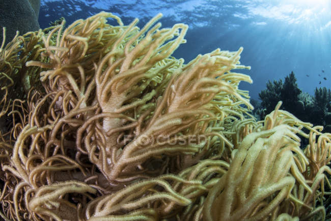 Colonie de corail mou sur le récif — Photo de stock