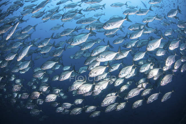 Недалеко от острова Кокос, Коста-Рика, рыбачит школьный большеглазый лань — стоковое фото