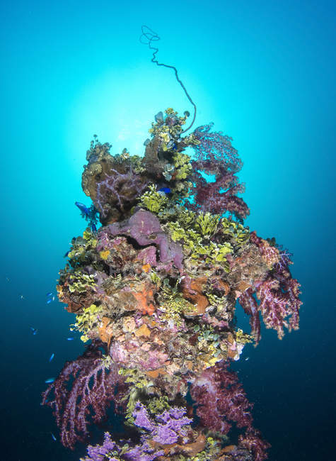 Coral en el mástil del naufragio de Shinkoku Maru - foto de stock