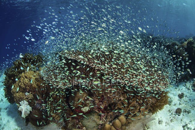 Damselfish school above corals — Stock Photo
