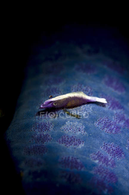 Crevettes sur étoile de mer bleue — Photo de stock