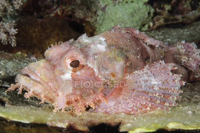 Scorpionfish sur fond marin gros plan — Photo de stock