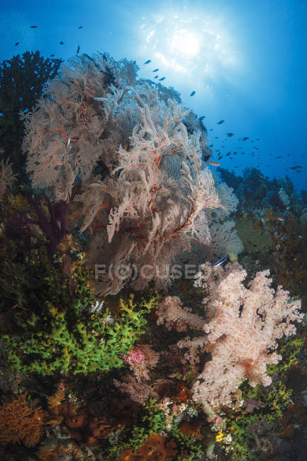 Морской вентилятор на мягких кораллах — стоковое фото