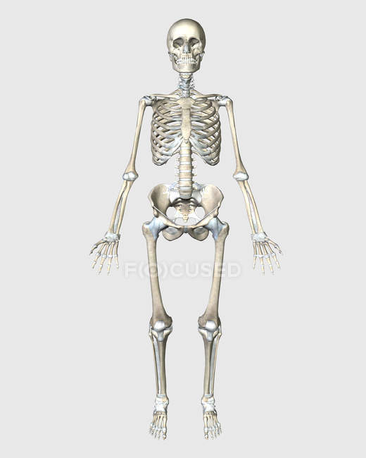Vorderseite des menschlichen Skelettsystems — Stockfoto