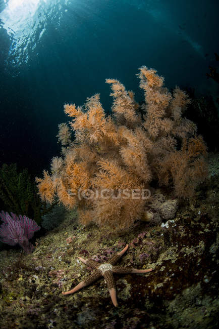Arbusto de coral laranja com estrela do mar no recife rochoso, Raja Ampat, Papua Ocidental, Indonésia — Fotografia de Stock
