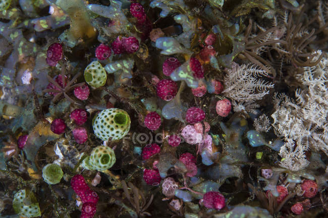 Tunicados coloridos con pólipos de coral - foto de stock