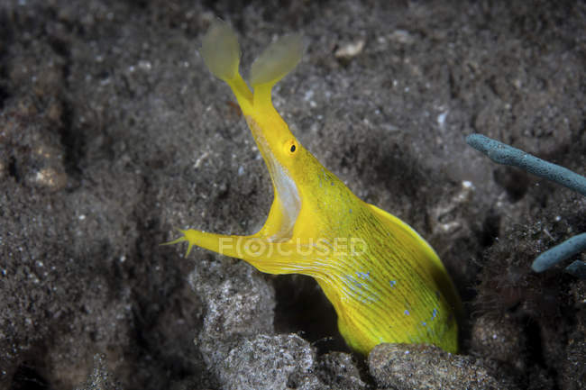 Ribbon eel with opened mouth — Stock Photo