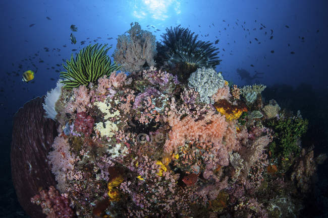 Coral reef in Komodo National Park — Stock Photo