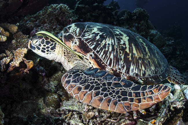 Remora anexado à cabeça de tartaruga adormecida — Fotografia de Stock