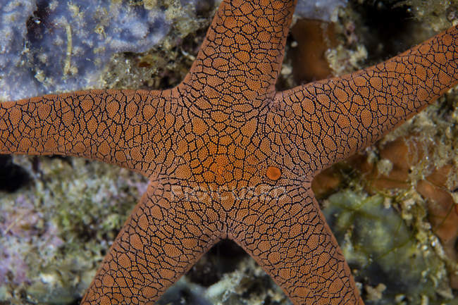 Estrella de mar en arrecife de coral - foto de stock