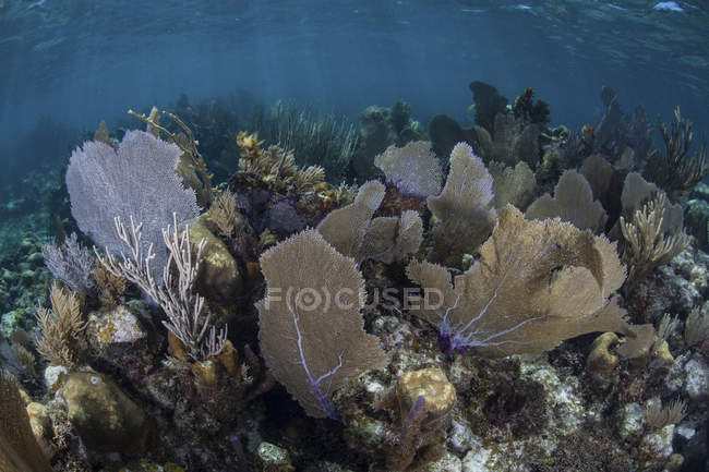 Colorful gorgonians in shallow water — Stock Photo