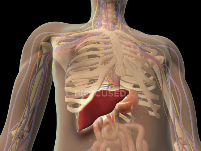 Vista transparente del torso humano que muestra el hígado - foto de stock