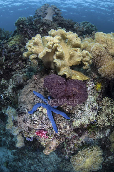 Divers coraux de tableau sur le récif avec étoile de mer en Indonésie — Photo de stock