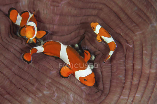 Falsi pesci pagliaccio che nuotano sopra l'anemone — Foto stock