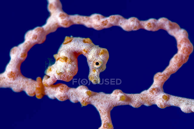Denise pygmy seahorse — Stock Photo